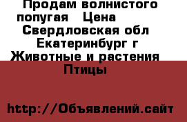 Продам волнистого попугая › Цена ­ 3 000 - Свердловская обл., Екатеринбург г. Животные и растения » Птицы   